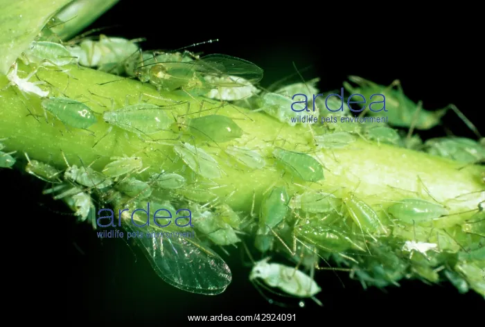  : APHIDS - GREENFLY