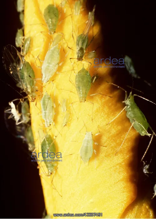 : APHIDS / Greenfly : APHIDS / Greenfly