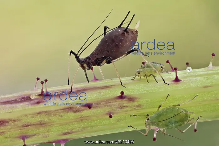 : Aphids are small sap sucking insects, and member : Aphids are small sap sucking insects, and member