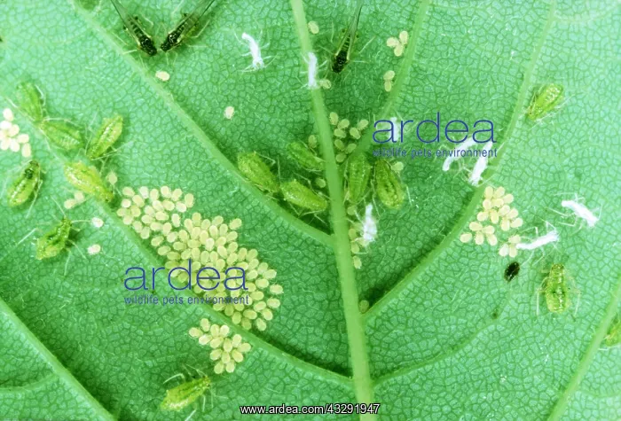 : APHIDS - with young on sycamore leaf : APHIDS - with young on sycamore leaf
