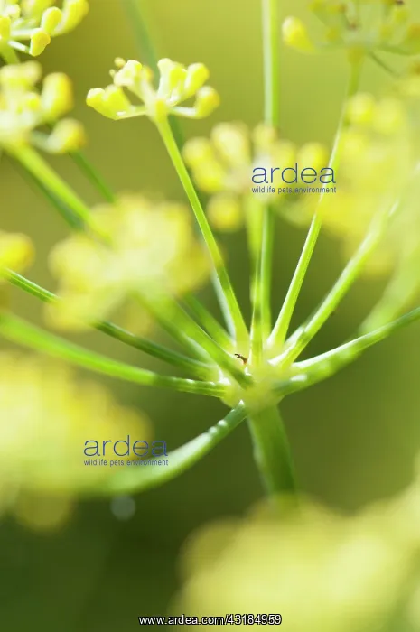 : Apiaceae, Apiaceae Umbelliferae, close up showing : Apiaceae, Apiaceae Umbelliferae, close up showing
