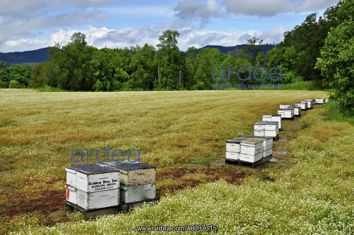 : Apiary in a field of White Meadowfoam (Limnanthes alba) : Apiary in a field of White Meadowfoam (Limnanthes alba)