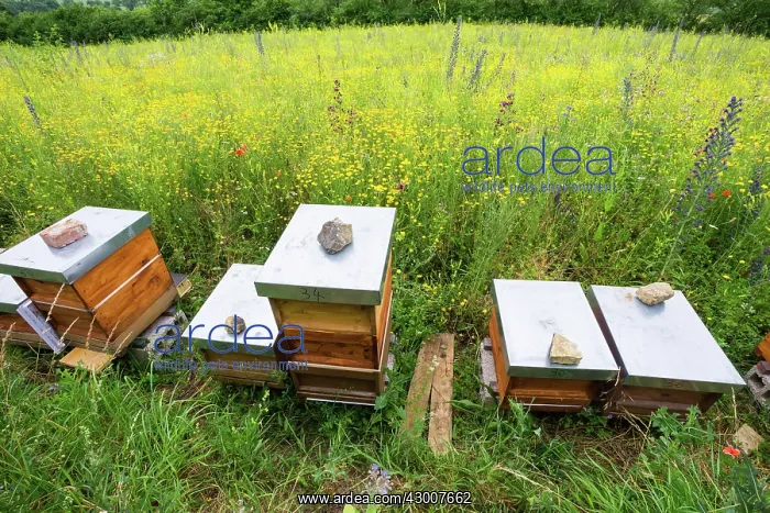 : Apiary, bee hives on edge of a flowering meadow : Apiary, bee hives on edge of a flowering meadow