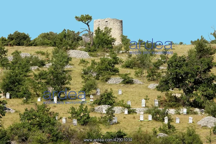 : Apiary / Beehives - in typical Provence landscape : Apiary / Beehives - in typical Provence landscape