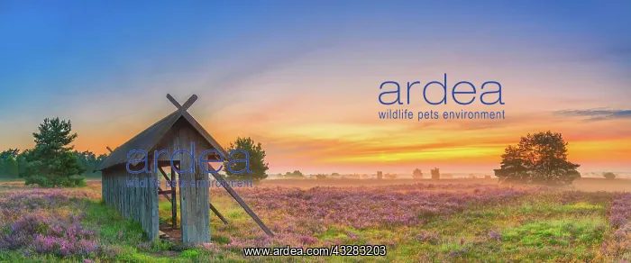 : Apiary, Lunenburg Heath, Undeloh, Lower Saxony : Apiary, Lunenburg Heath, Undeloh, Lower Saxony