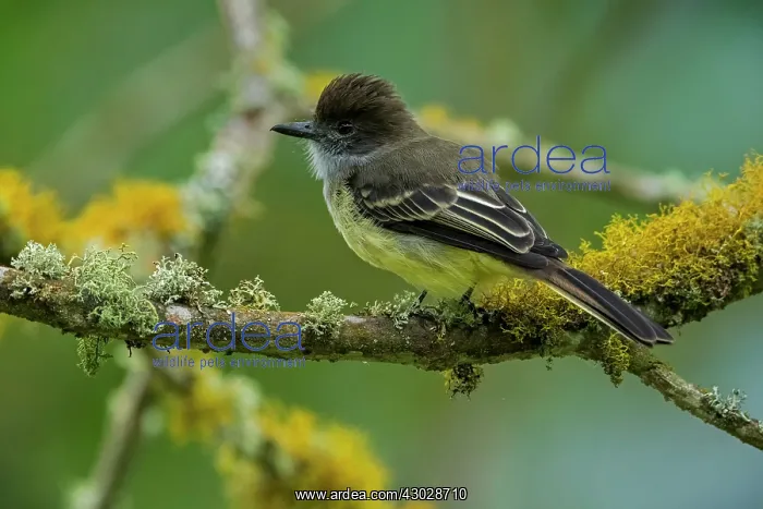 : Apical Flycatcher, Chicaque Natural Park, Colombia : Apical Flycatcher, Chicaque Natural Park, Colombia