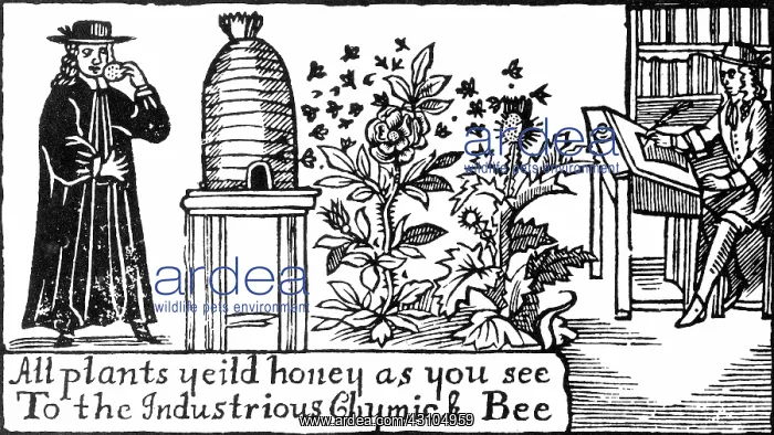 : Apiculture, Beekeeping, 18 Century : Apiculture, Beekeeping, 18 Century