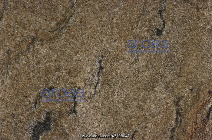 : Aplite. Close-up of aplite, a fine-grained igneous rock made up of mostly quartz : Aplite. Close-up of aplite, a fine-grained igneous rock made up of mostly quartz