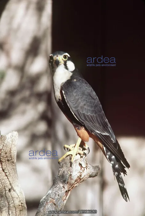: APLOMADO FALCON : APLOMADO FALCON