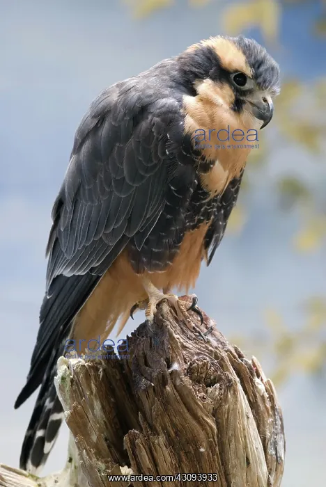 : Aplomado Falcon : Aplomado Falcon