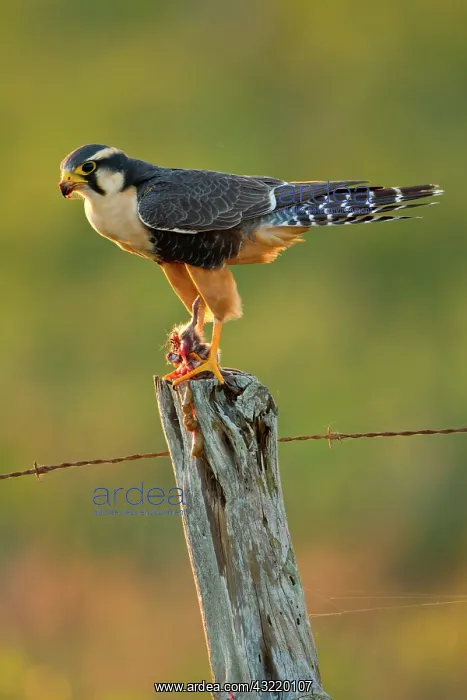 : Aplomado Falcon (Falco femoralis) adult : Aplomado Falcon (Falco femoralis) adult