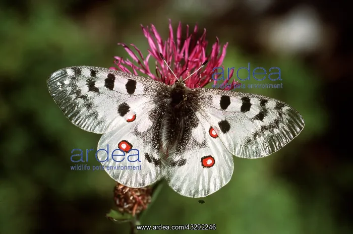 : APOLLO BUTTERFLY : APOLLO BUTTERFLY