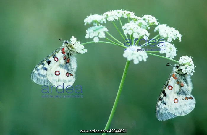 : Apollo Butterfly - on flower : Apollo Butterfly - on flower