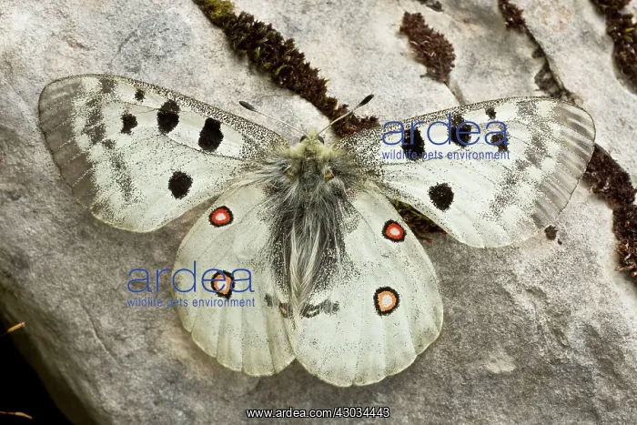 : Apollo Butterfly France