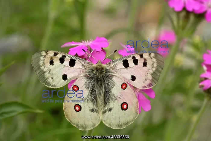 : Apollo butterfly - on Jove's flower : Apollo butterfly - on Jove's flower