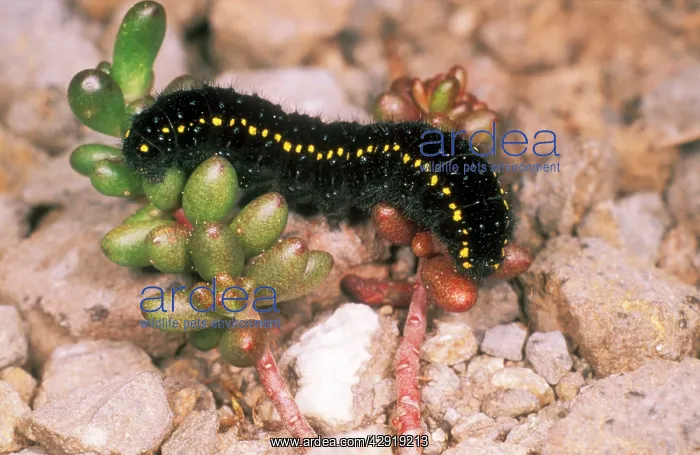 : Apollo BUTTERFLY - larvae / Caterpillar : Apollo BUTTERFLY - larvae / Caterpillar