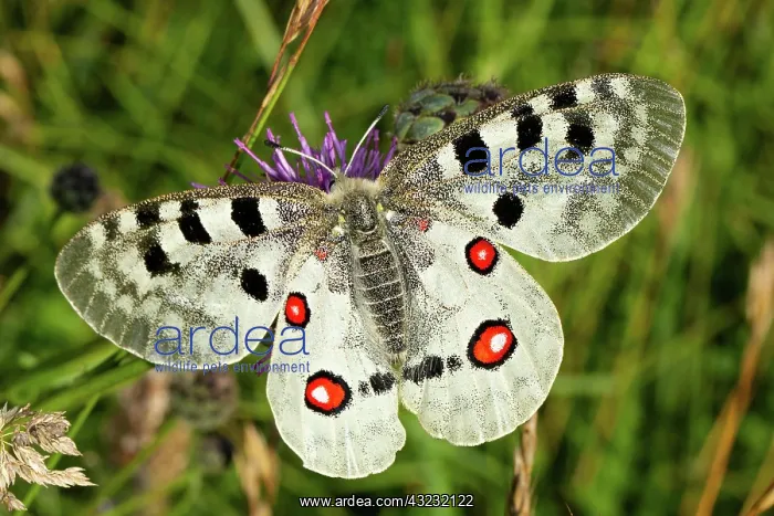 : Apollo butterfly with open wings sitting on purple : Apollo butterfly with open wings sitting on purple