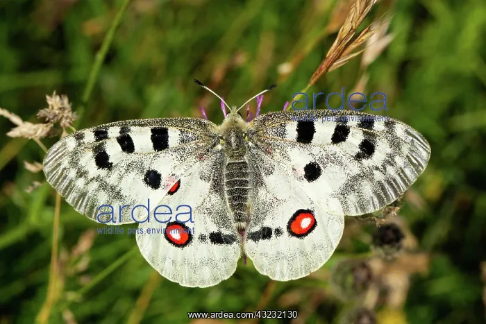 : Apollo butterfly with open wings sitting on purple : Apollo butterfly with open wings sitting on purple