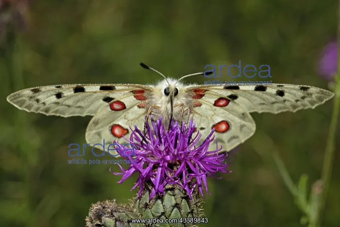 : Apollo butterfly with open wings sitting on purple : Apollo butterfly with open wings sitting on purple