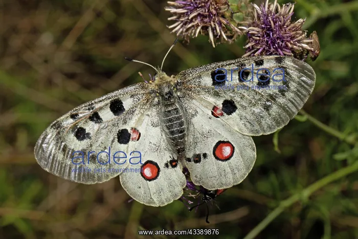 : Apollo butterfly with open wings sitting on purple : Apollo butterfly with open wings sitting on purple