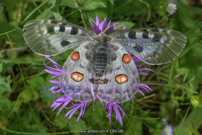 : Apollo butterfly, Parnassius apollo, feeding on : Apollo butterfly, Parnassius apollo, feeding on