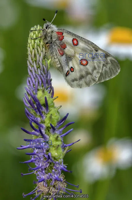 : Apollo butterfly, Parnassius apollo, roosting on : Apollo butterfly, Parnassius apollo, roosting on