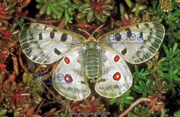 : Apollo BUTTERFLY - showing false eyes on wings : Apollo BUTTERFLY - showing false eyes on wings