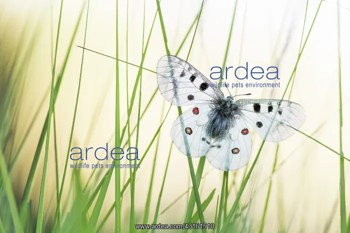 : Apollo on grass in summer, PNR Queyras, France : Apollo on grass in summer, PNR Queyras, France