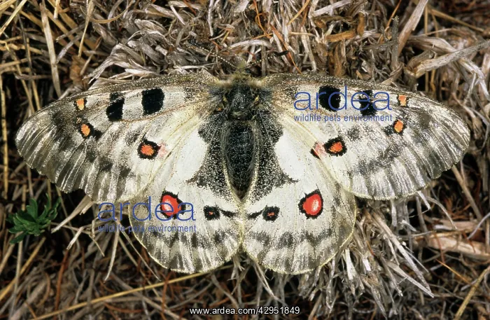 : Apollo / Mountain Apollo Butterfly : Apollo / Mountain Apollo Butterfly