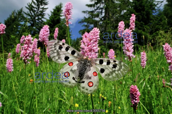 : Apollo Mountain Apollo on Common Bistort : Apollo Mountain Apollo on Common Bistort