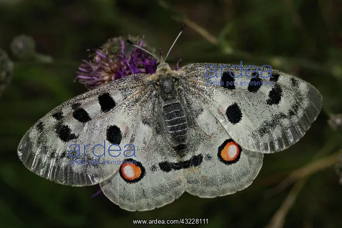 : Apollo (Parnassius apollo) : Apollo (Parnassius apollo)