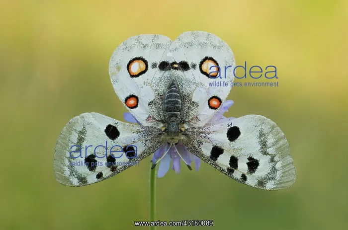 : Apollo (parnassius apollo) in fright posture, Bavaria : Apollo (parnassius apollo) in fright posture, Bavaria