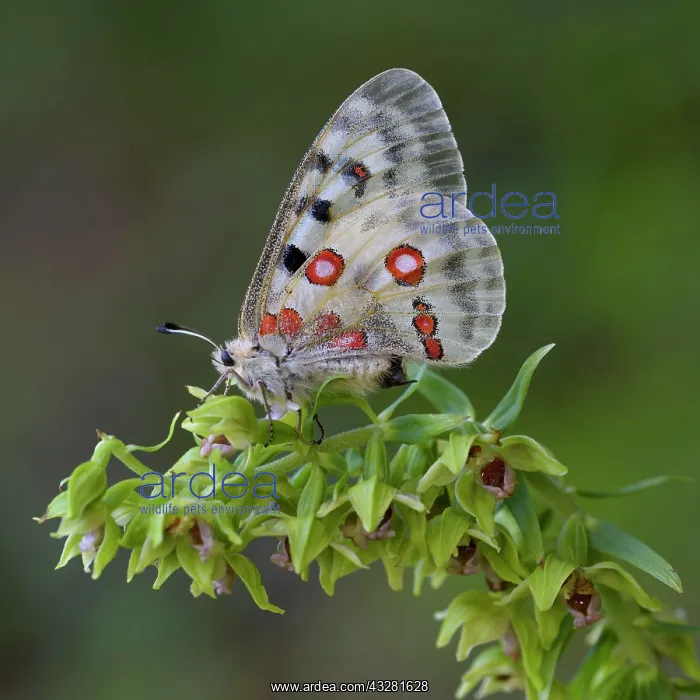 : Apollo (Parnassius apollo), on Orchid, Mueller's : Apollo (Parnassius apollo), on Orchid, Mueller's