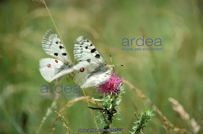 : Apollo's Butterfly - mating : Apollo's Butterfly - mating