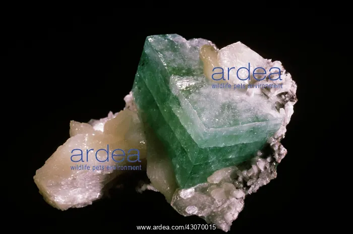 : Apophyllite from Panuel, India : Apophyllite from Panuel, India