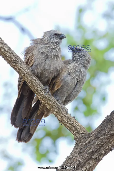 : Apostle Bird : Apostle Bird