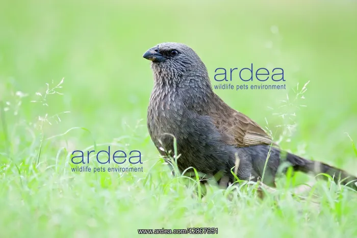 : Apostlebird : Apostlebird