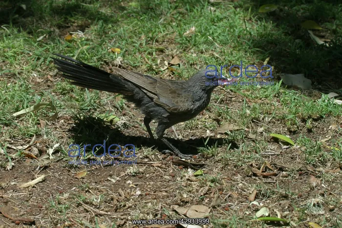 : Apostlebird : Apostlebird