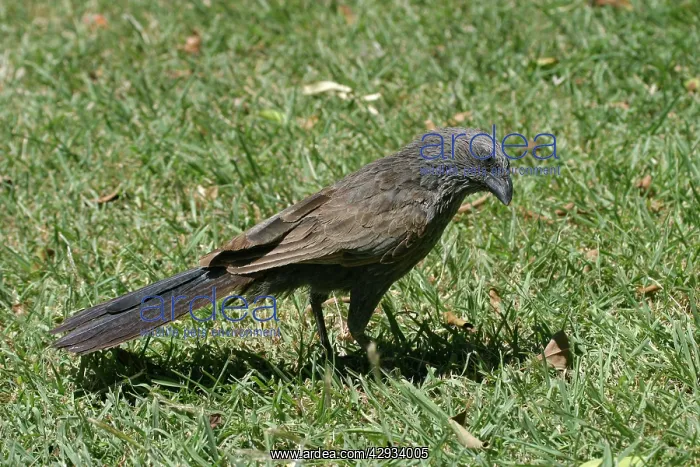 : Apostlebird : Apostlebird