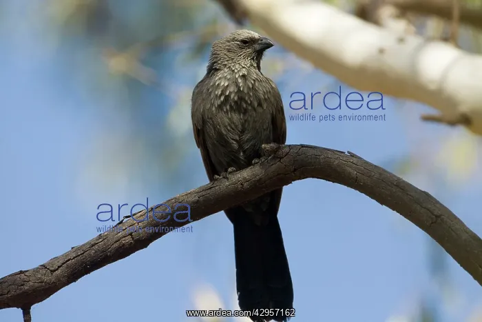 : Apostlebird : Apostlebird