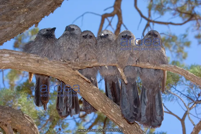 : Apostlebird / Grey Jumper - six individuals sit : Apostlebird / Grey Jumper - six individuals sit