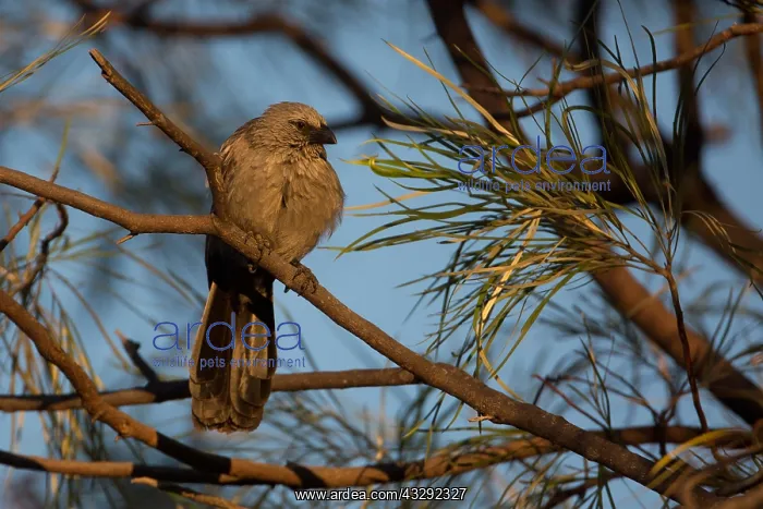 : Apostlebird - Perched in the morning sun where it : Apostlebird - Perched in the morning sun where it