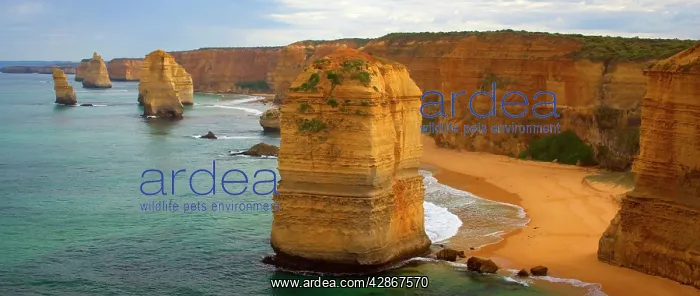 : Twelve Apostles - morning at the sandstone rock : Twelve Apostles - morning at the sandstone rock