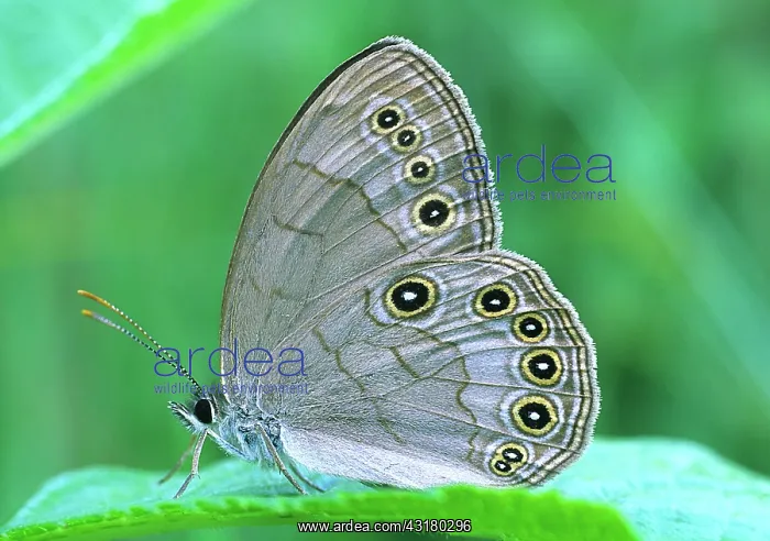 : Appalachian Brown Butterfly : Appalachian Brown Butterfly