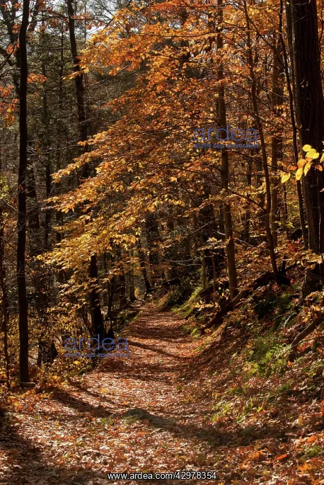  : The Appalachian Trail (AT) in autumn