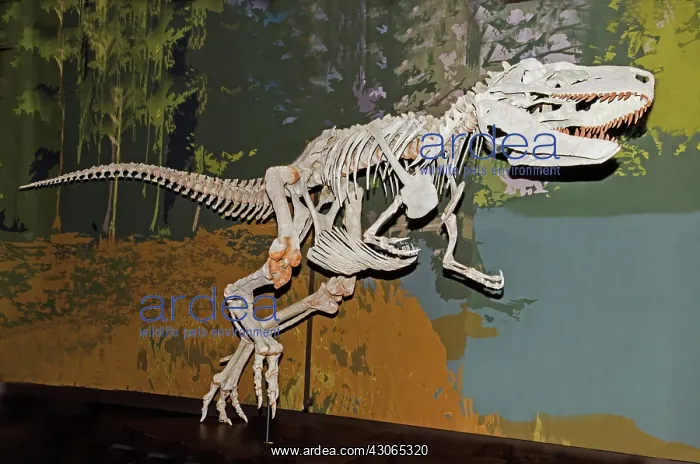 : Appalachiosaurus : Appalachiosaurus