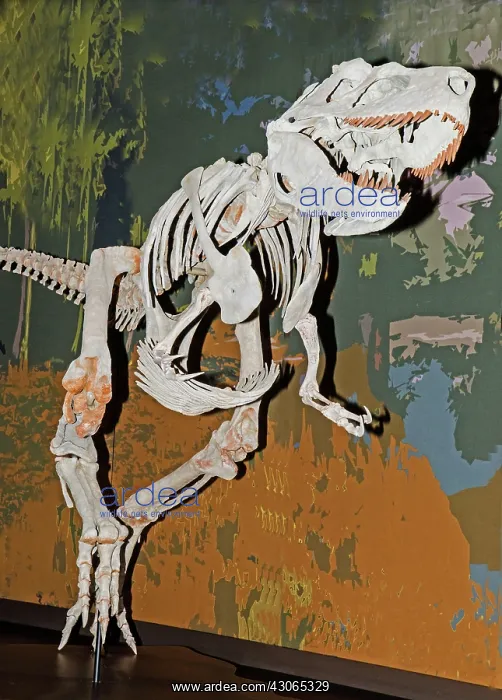 : Appalachiosaurus : Appalachiosaurus