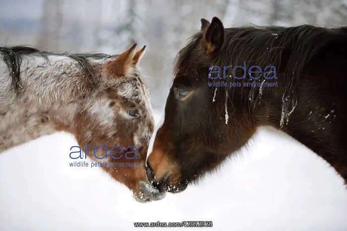 : Appaloosa and black Quarterhorse Draft at winter : Appaloosa and black Quarterhorse Draft at winter