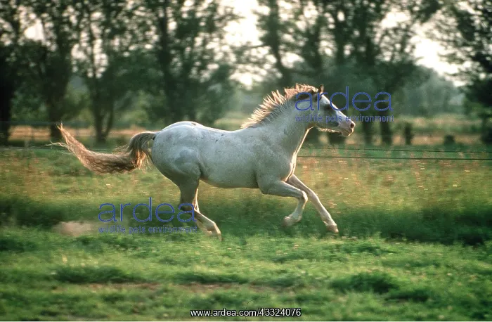  : APPALOOSA HORSE - GALLOPING