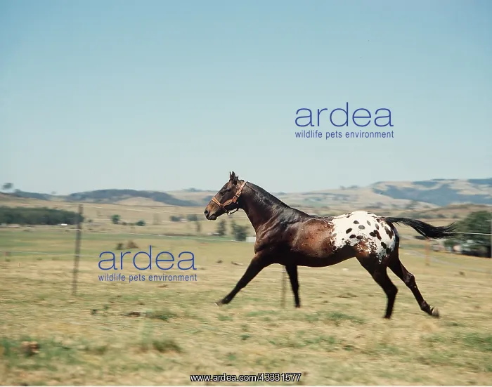 : APPALOOSA HORSE - running : APPALOOSA HORSE - running